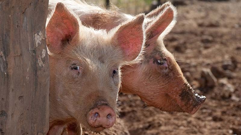 happy-piglets