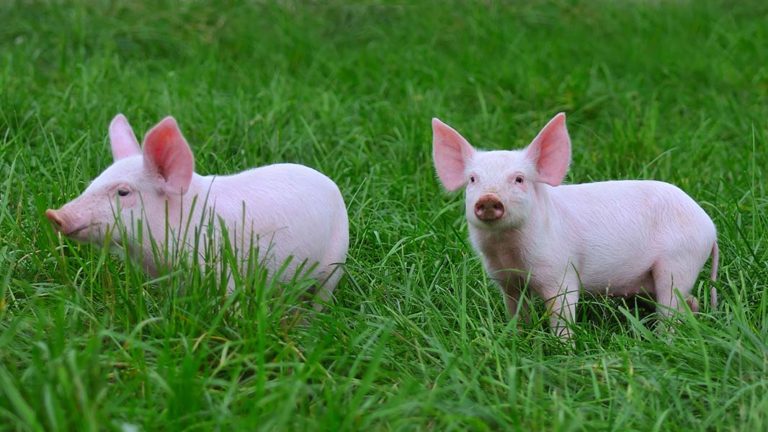 Welcome — Pumpkins For Pigs