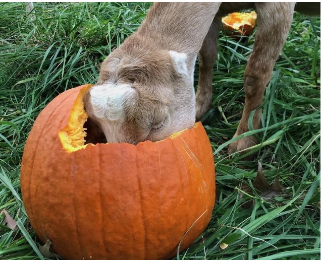 goat eating pumpki9n