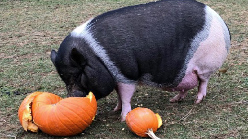 black and white pig eating pumpkins