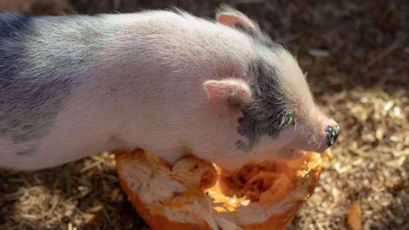 pig eating pumpkin