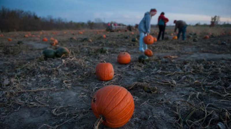 people in pumpkin patch