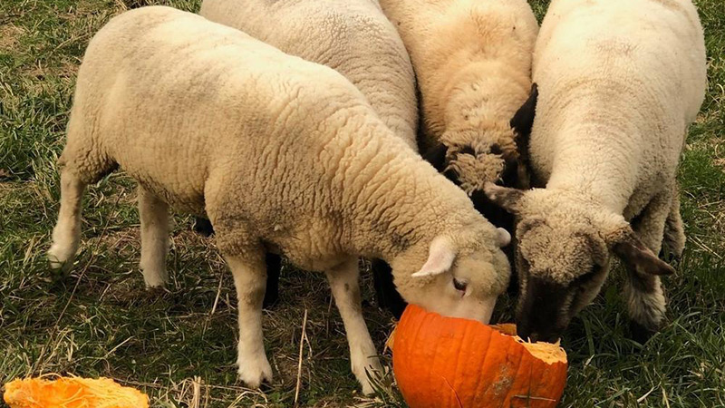 sheep eating pumpkins