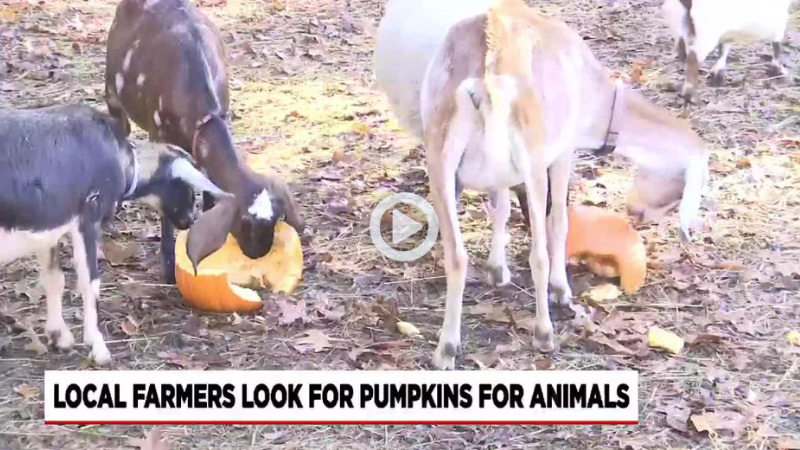 Goats eating pumpkins - link to news release and video