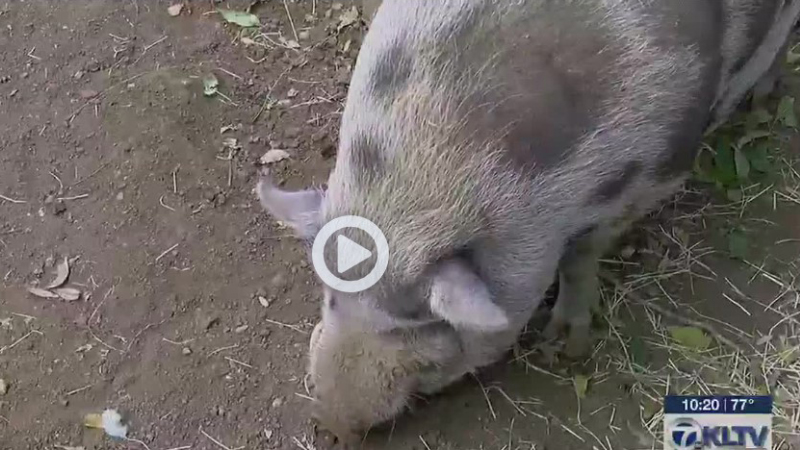 KTLA 7 – Video about Pumpkins for Pigs