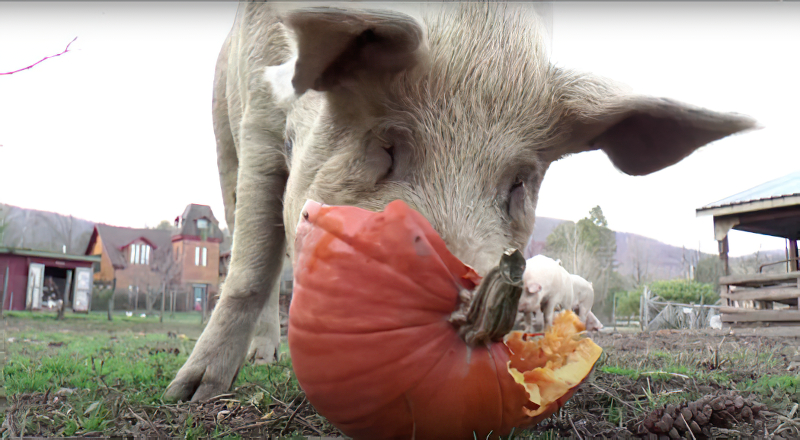 Pig eating pumpkin