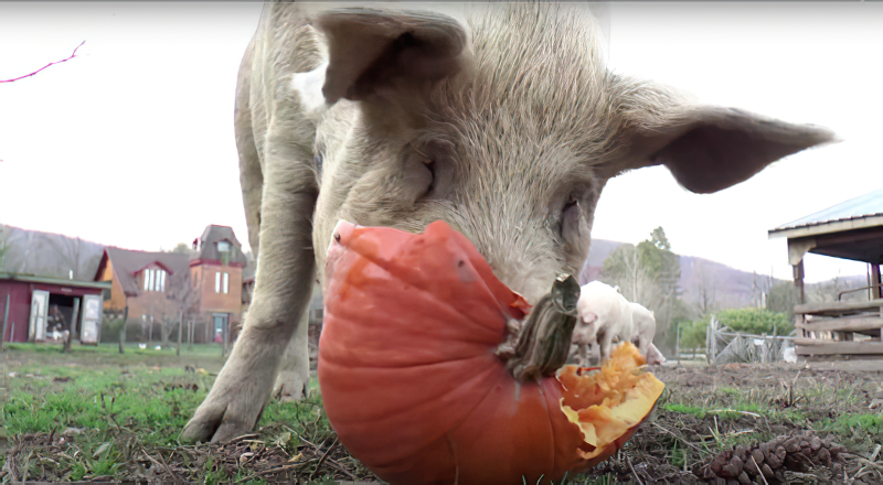 Pumpkins can be composted, donated to farms, fed to wildlife