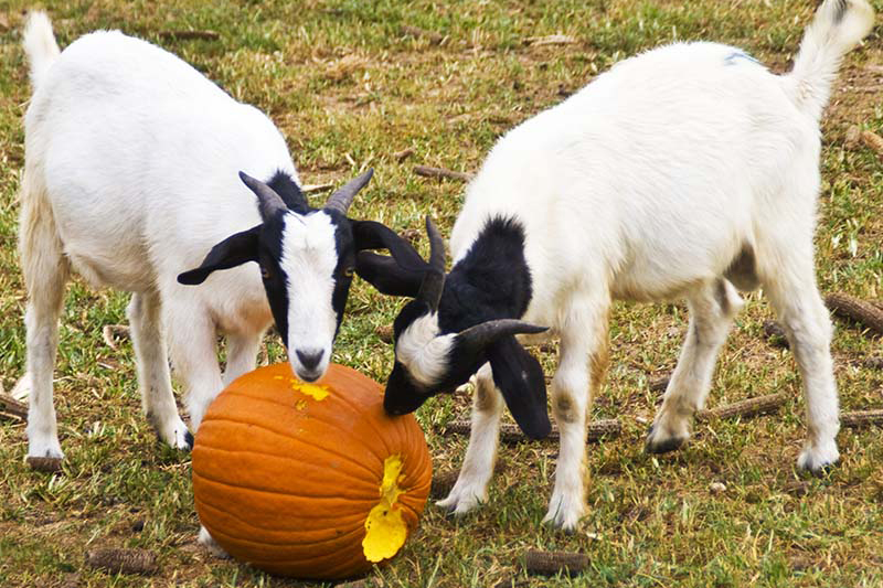goat eating pumpki9n
