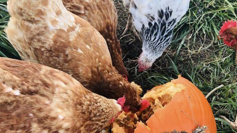 Now that Halloween is Over, give your pumpkins a Last Hoorah