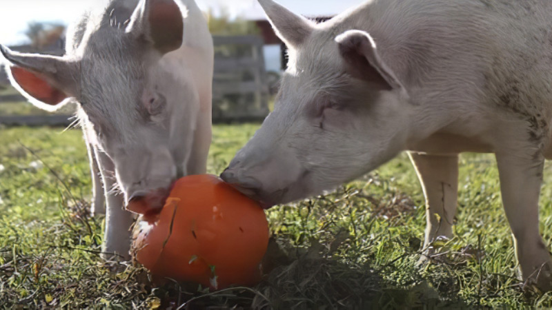 black and white pig eating pumpkins
