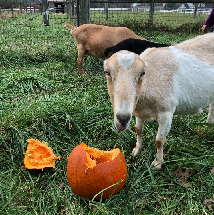 Goats eating pumpkins, Gods Glory 18