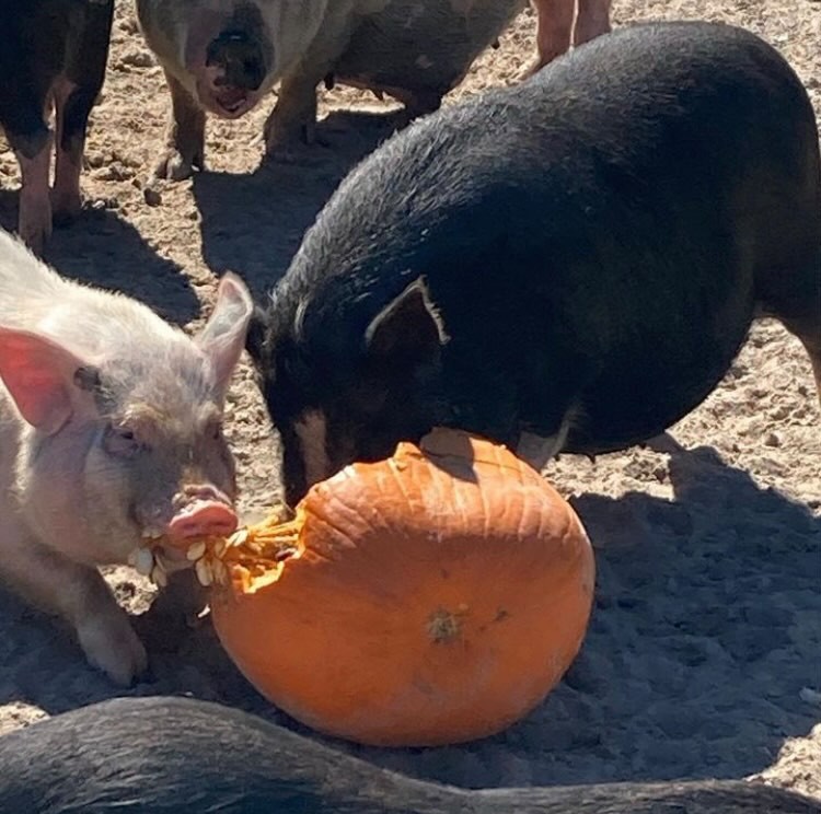 Pigs eating pumpkins, Hitt Hacienda