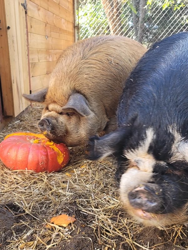 chickens eating pumpkins