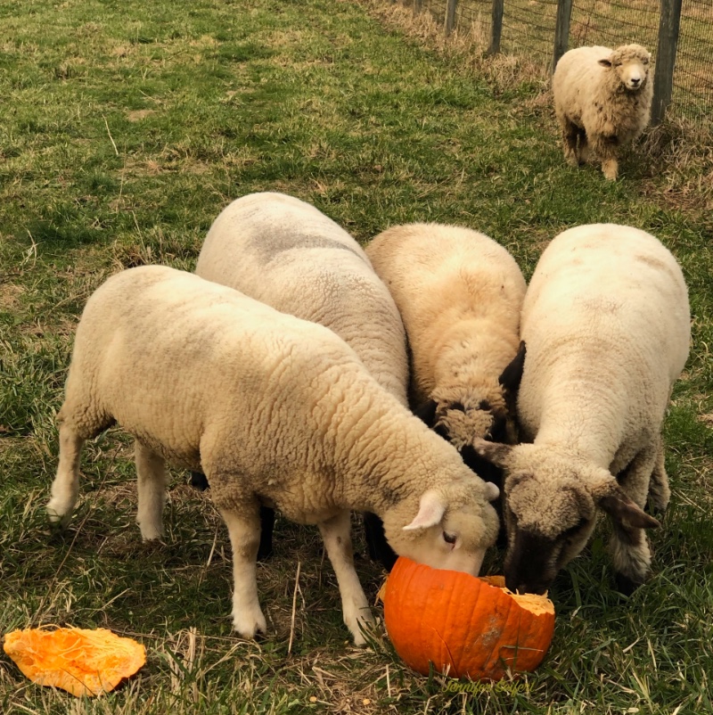 Sheet eating pumpkins