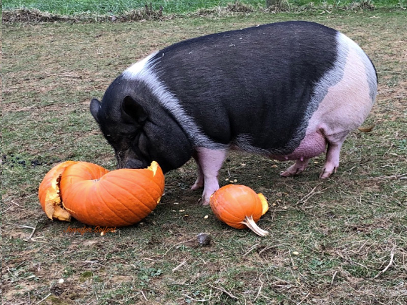 Black and white pig eating pumpkins