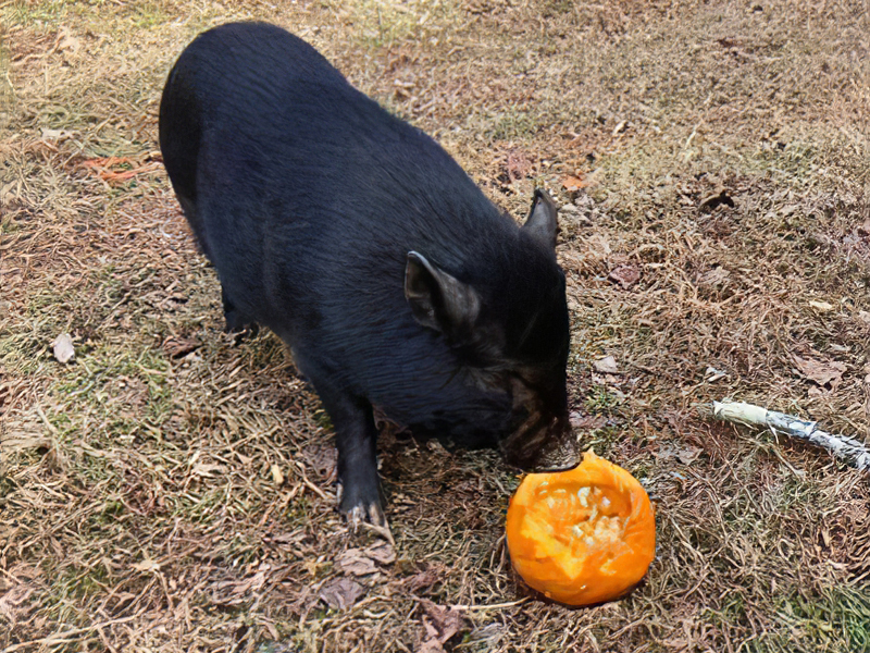 24-black-pig-eating-pumpkin