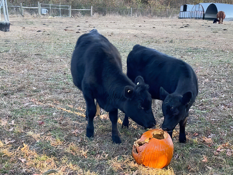 24-cows-eating-pumpkins