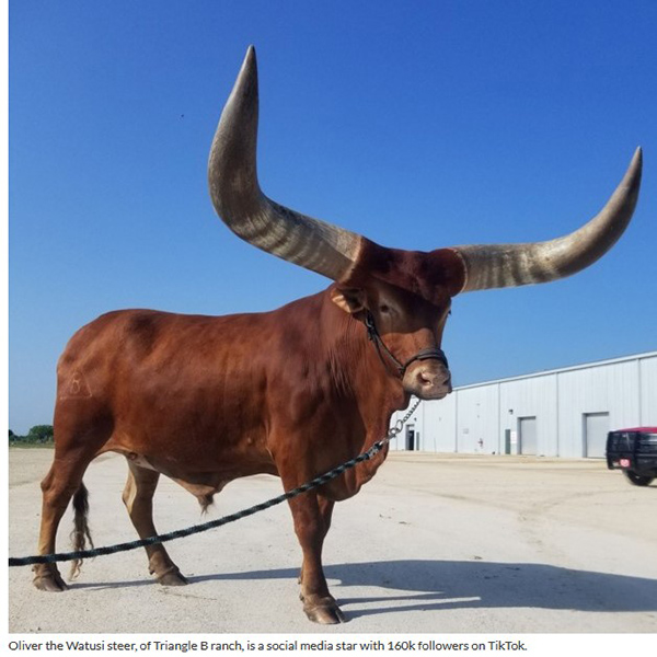 Oliver-the-Watusi