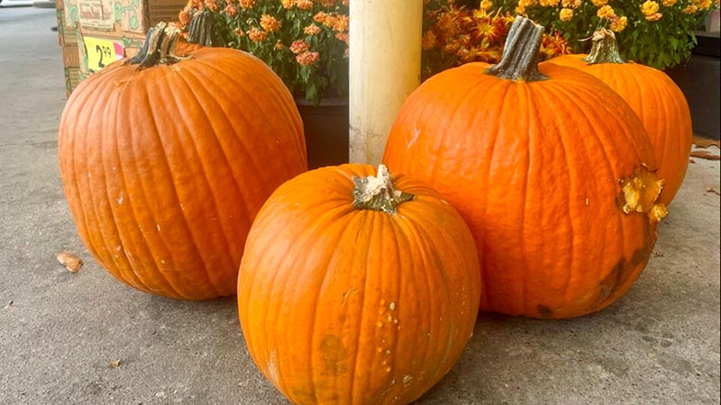 black and white pig eating pumpkins