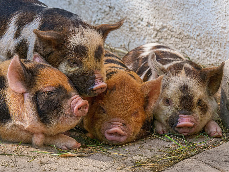 Black and white pig eating pumpkins