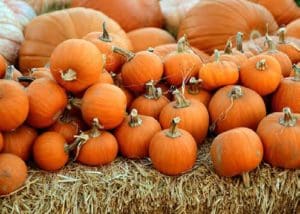 pumpkins