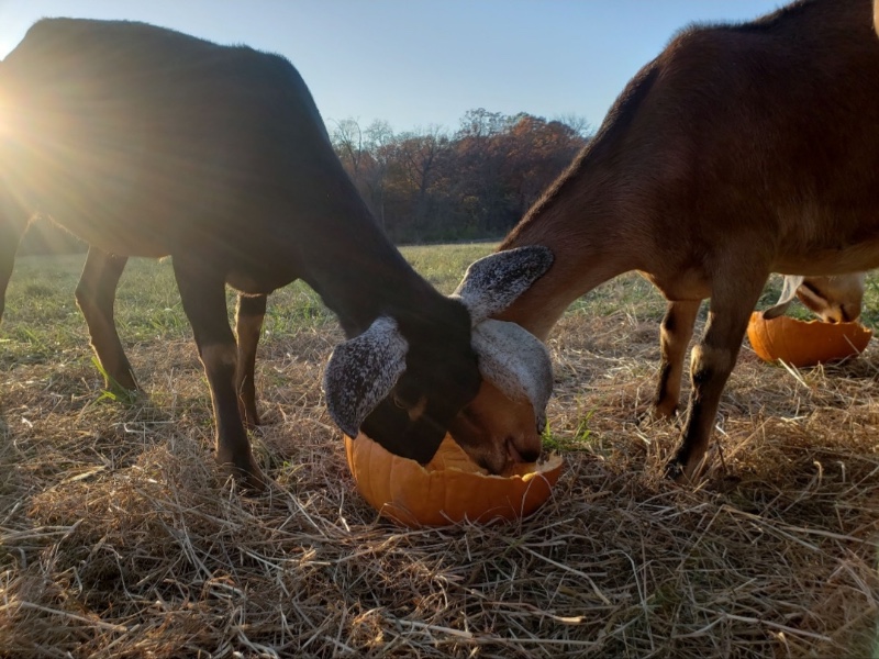 Black and white pig eating pumpkins