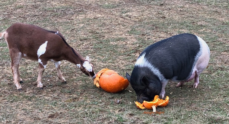 Sheet eating pumpkins